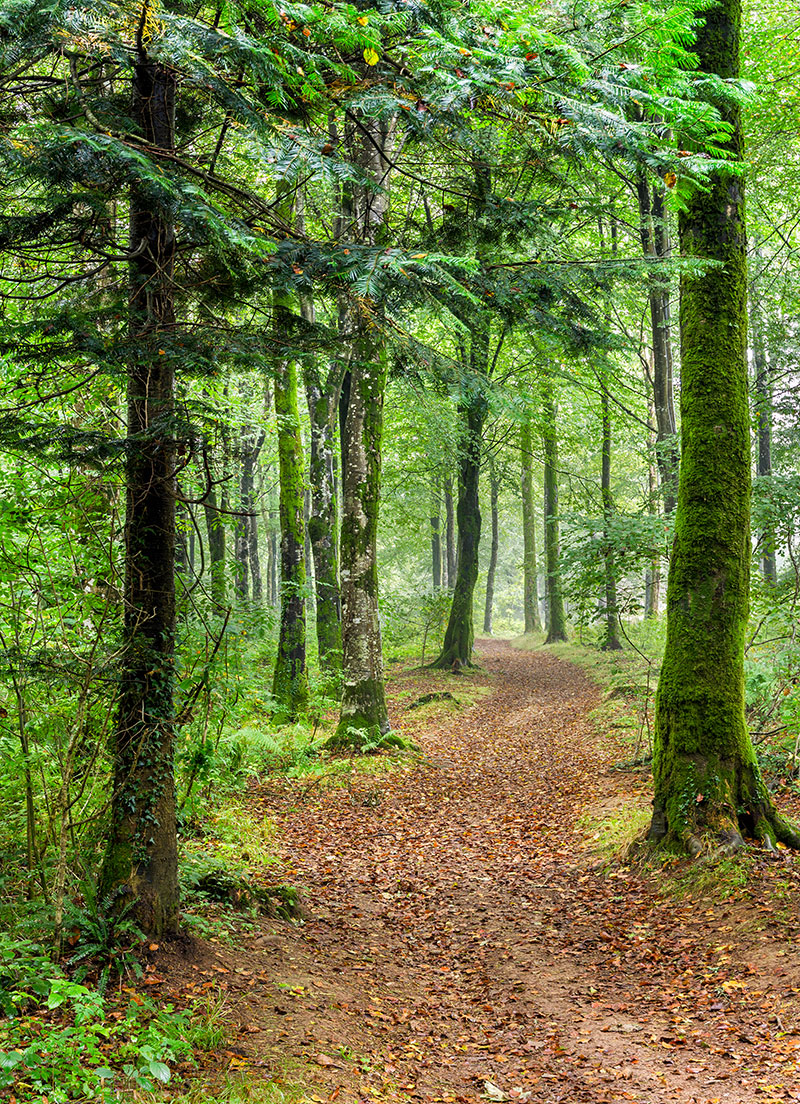 forest-path